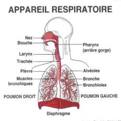 Appareil Respiratoire : Anatomie Et Physiologie